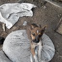 ������ - ��������� �� ������� �����������߻