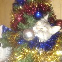  ,  -  14  2014   PetLove