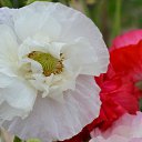 ���� �����, ������ - ��������� 8 ������� 2014 � ������ ������ ��������