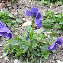 ������� ������ �� ������� ��-�������������