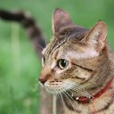 ���� Ami, ������, 32 ���� - ��������� 7 ���� 2014 � ������ ������ ��������