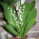 ���� ��������, ��������������, 50 ��� - ��������� 9 ��� 2014 � ������ ���� ����������