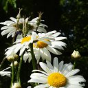  Ww, --, 75  -  21  2014   