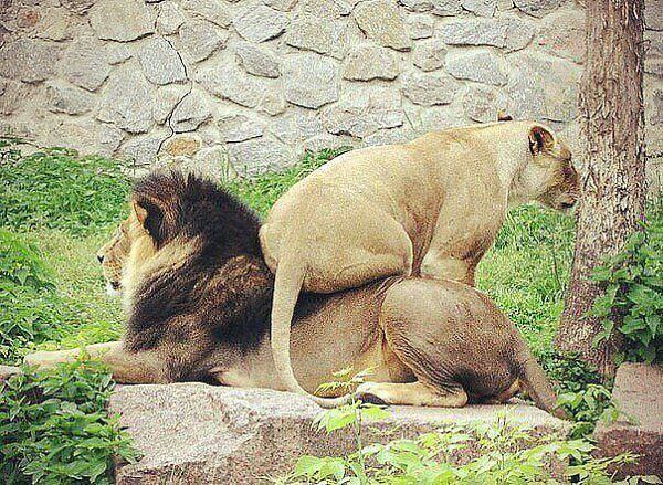     . ,  ......))))))))))