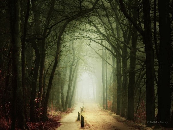 Nelleke Pieters | Forest.  2. - 5