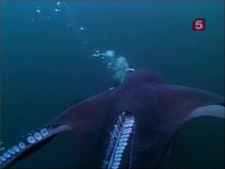  .   . (BBC: The Natural World. Incredible Suckers)  ... - 3