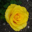 ���� Ludmila Oranicheva�, �����-���������, 75 ��� - ��������� 17 ������� 2014 � ������ ������ ��������
