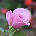 ���� Redwan88, ����, 37 ��� - ��������� 7 ������� 2014 � ������ ������ ��������