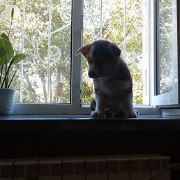 ���� Ivan, �������, 38 ��� - ��������� 5 ������� 2014