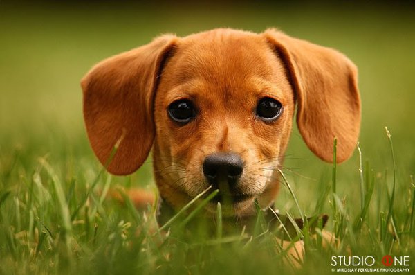 .•°Dogs Forever°•. - 2  2014  23:12