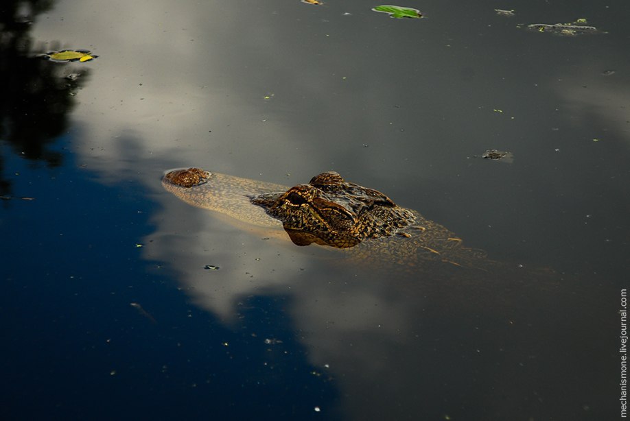 Escort Alligator Houston