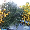 ���� Milla, ������ - ��������� 7 ��� 2014 � ������ ����������!!!�