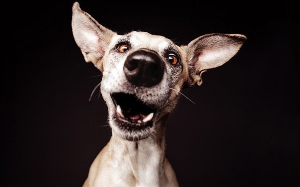      Elke Vogelsang - 3