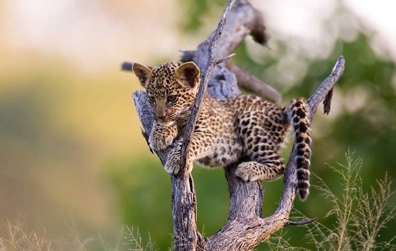   :). #animal@travel.blog