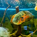  , , 46  -  24  2014      &quot; &quot;