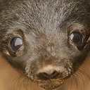 ��� ���� �� ������� �������