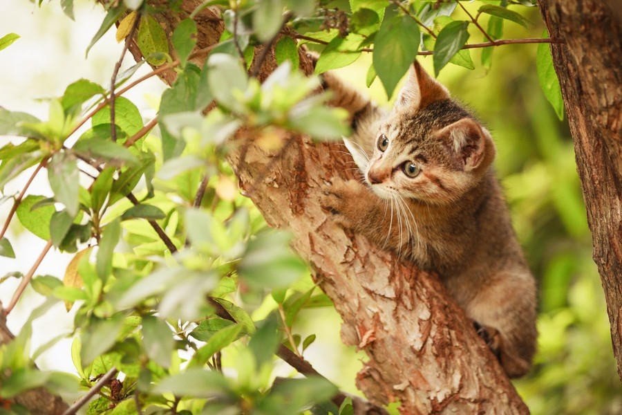  . #animal@travel.blog - 4