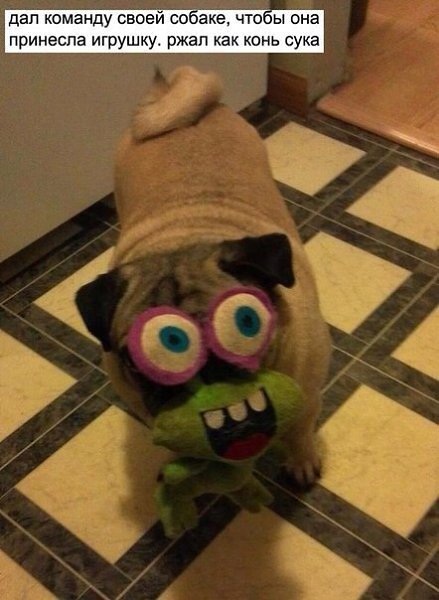 .•°Dogs Forever°•. - 4  2014  21:50