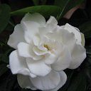 ���� �����, ���������, 54 ���� - ��������� 16 ��� 2014 � ������ ���� ����������