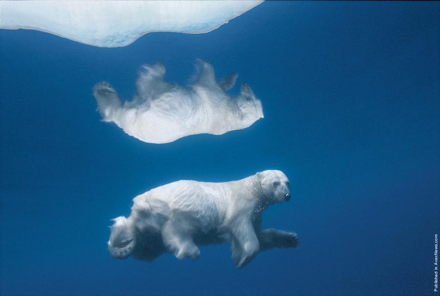     .  (Paul Nicklen)    National Geographic  ... - 7