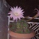 ���� Parfena, �����, 71 ��� - ��������� 2 ���� 2014 � ������ ������ ��������