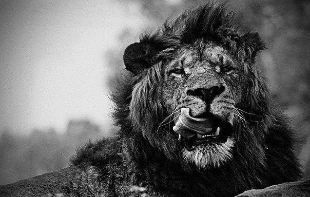 ����� ����� ����������� ��������.