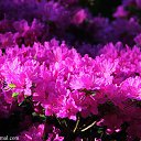 ���� Tatiana, ����������� - ��������� 24 ���� 2014 � ������ ������ ��������