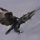 ���� ������, ����������, 66 ��� - ��������� 18 ������� 2014 � ������ ������ ��������