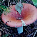 ���� �����, �����, 64 ���� - ��������� 6 ��� 2014 � ������ ������������ ������