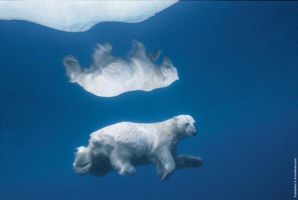     .  (Paul Nicklen)    National Geographic  ... - 7