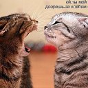���� ���, ������, 51 ��� - ��������� 5 ���� 2014 � ������ �Foto Sympathy�