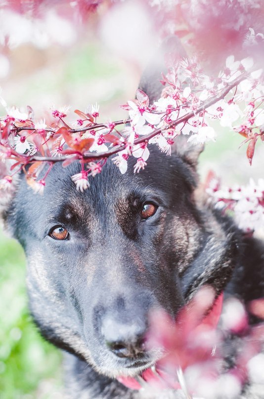 .•°Dogs Forever°•. - 3 августа 2014 в 23:26