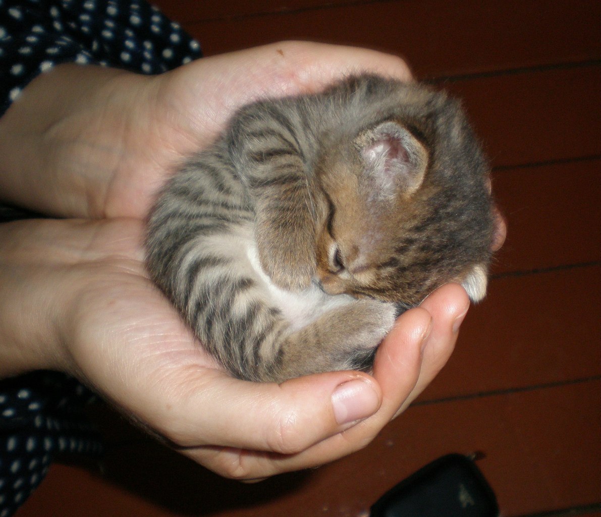 Кошки спас. Спасение маленьких котят.