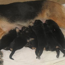 �������, ���������, 60 ���