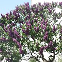 ���� ******Elena, ������, 45 ��� - ��������� 16 ���� 2014 � ������ ���� ����������