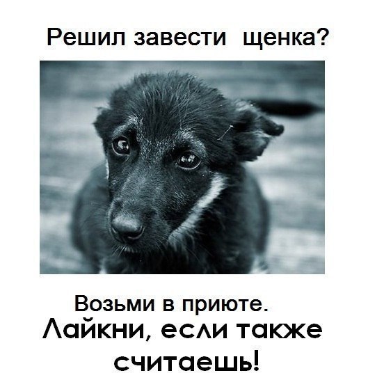 .•°Dogs Forever°•. - 2  2014  19:46