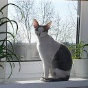  Klara,  -  27  2014    
