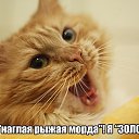 ���� �����, ���������, 39 ��� - ��������� 5 ������ 2014 � ������ ������ ��������