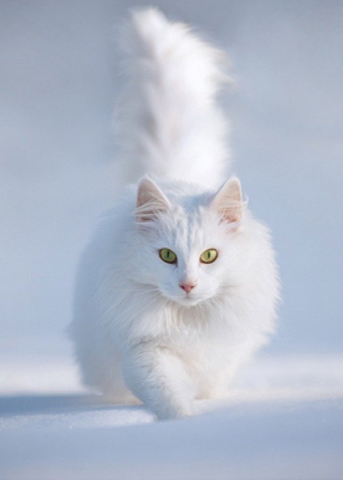 Art & Fun - 4 декабря 2014 в 13:04