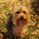 ���� �� ������� ����������� �����,���� � �����