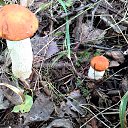  Skoj,  -  9  2014   - 