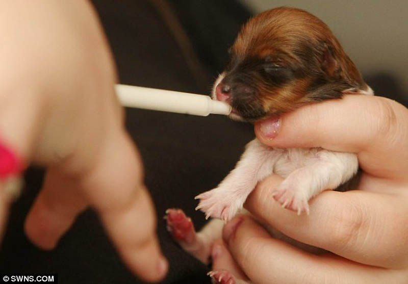 Новорожденные без матери щенки. Микро щенки. Новорожденные собаки. Крохотный щенок. Маленькие щенки которые только родились.