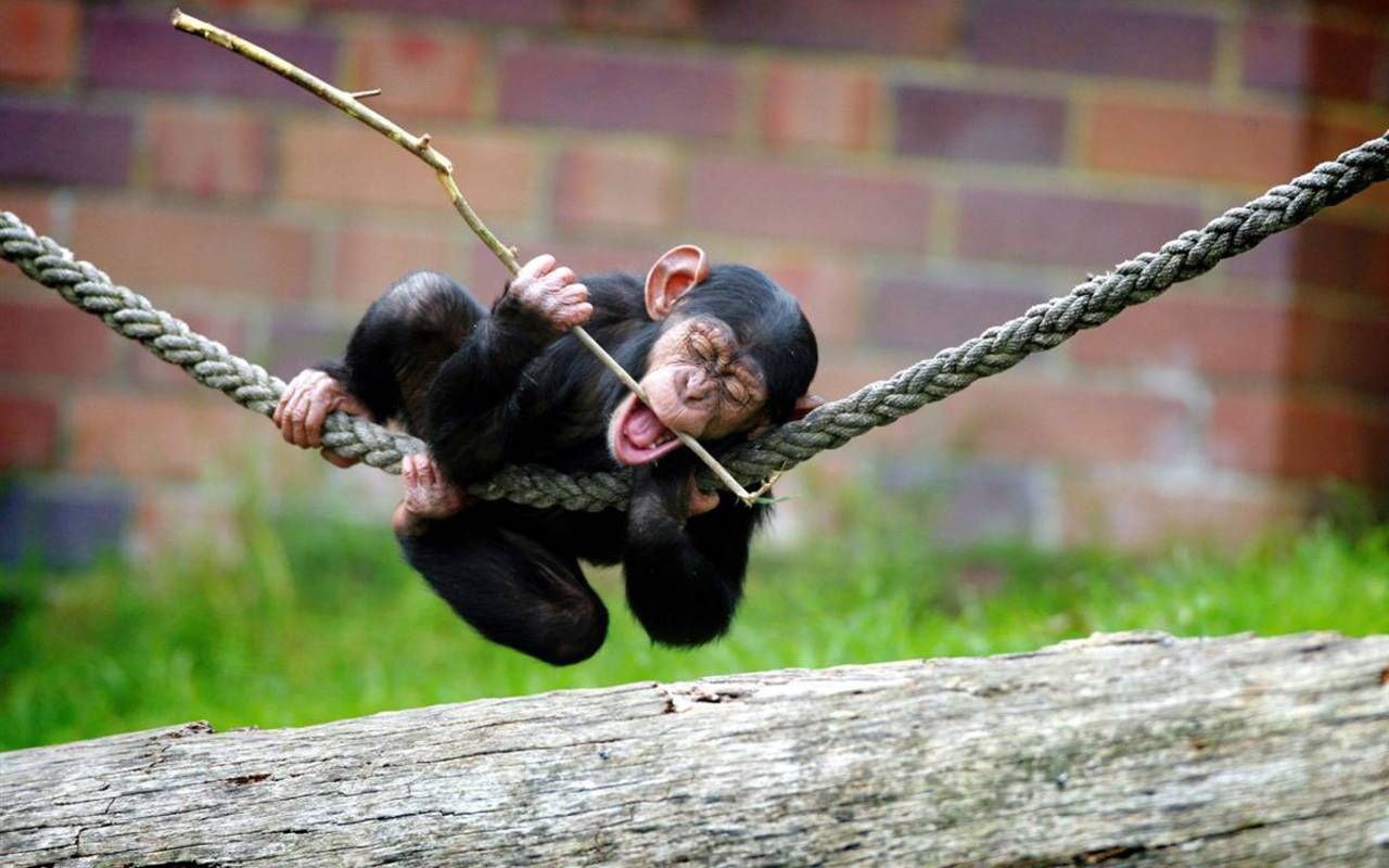 Шимпанзе играть