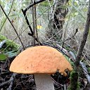  Skoj,  -  9  2014   - 