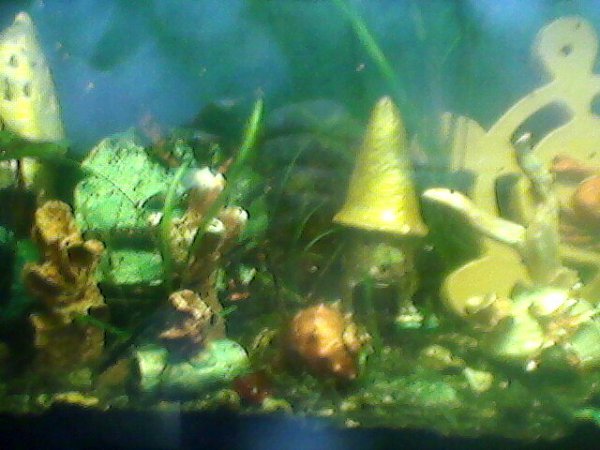 Оформил аквариум в стиле псевдо море при помощи керамики,которую изготавливает мой сын Александр ... - 2