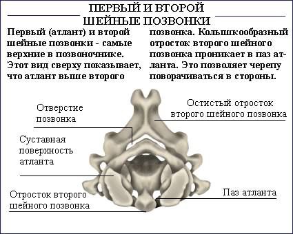 Как исправить осанку (силовые упражнения).Необходимо отметить, что данный список не полон, поскольку ... - 7