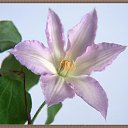 ���� �����, ������ - ��������� 17 ������� 2014 � ������ �flowers�