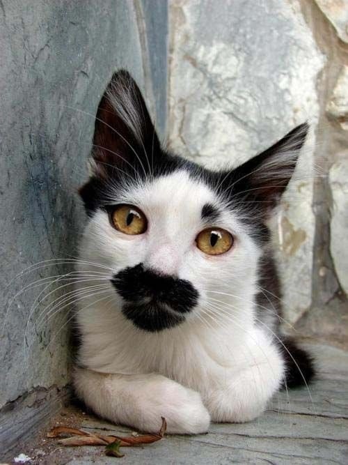    ... #animal@travel.blog