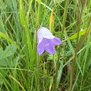 . Campanula patula    