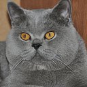 ���� �����, ���������, 62 ���� - ��������� 14 ������ 2014 � ������ ���������